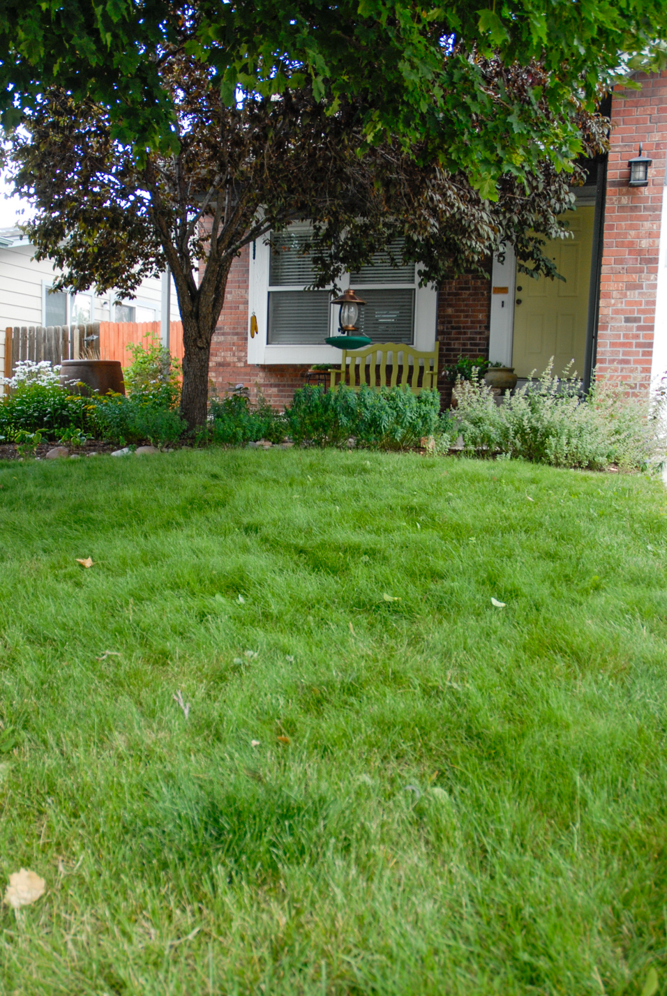 Shady Fescue Front Yard